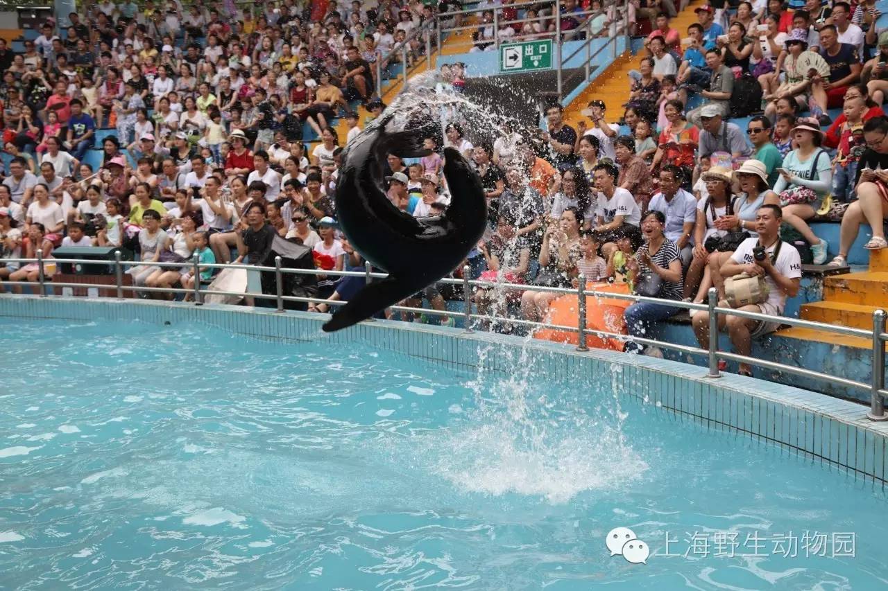 678体育网页版-新加坡篮球比赛惊险刺激，精彩纷呈